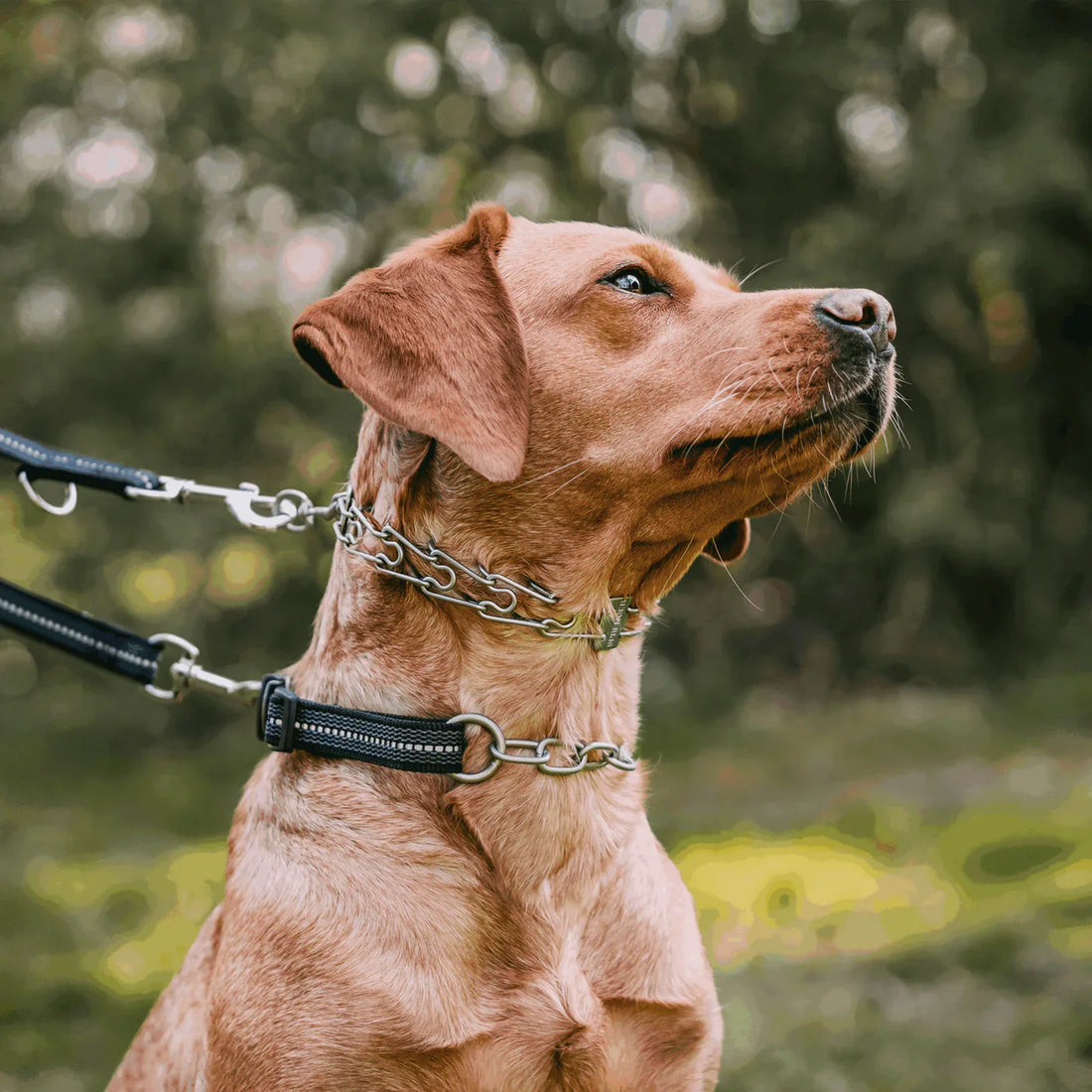 Prong Collar Training Tips for Dogs