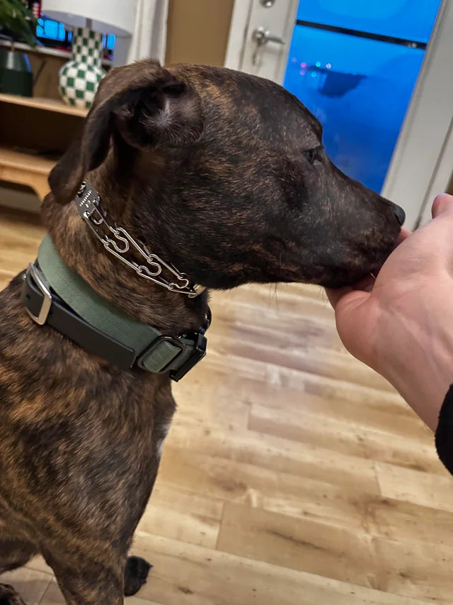 Prong Collar User Experiences and Training Tips