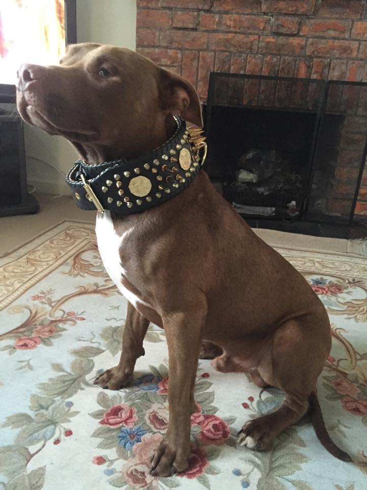 ''Imperium'' hand stitched 8 cm wide show collar-3