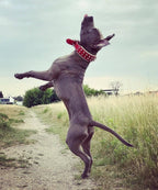 Red "Frenchie" collar-1