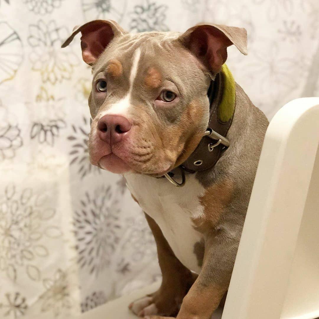 The ''Shrek'' collar-1