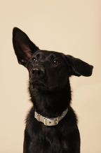 Silver apple leather dog collar-3