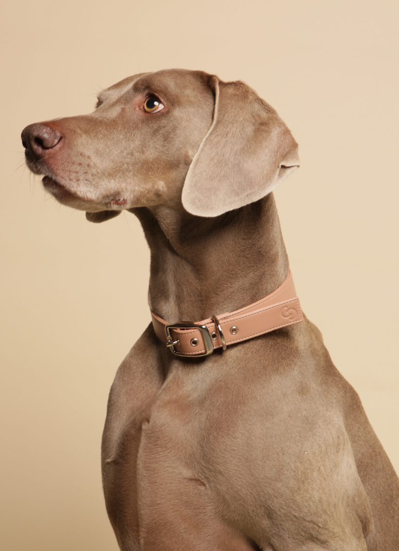 Luxury Handcrafted Dog Collar – Vegan Apple Leather, Blush Pink