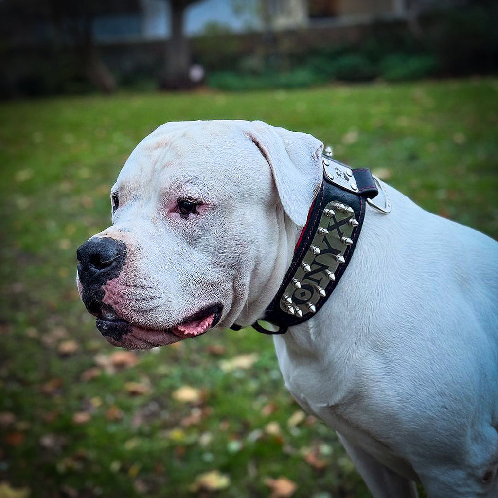 The "Kennel" collar- personalized!-1