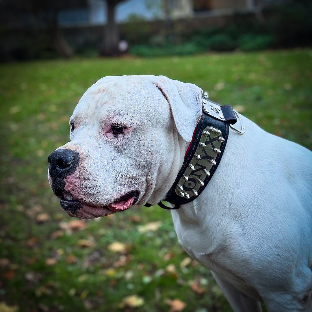 The "Kennel" collar- personalized!-1