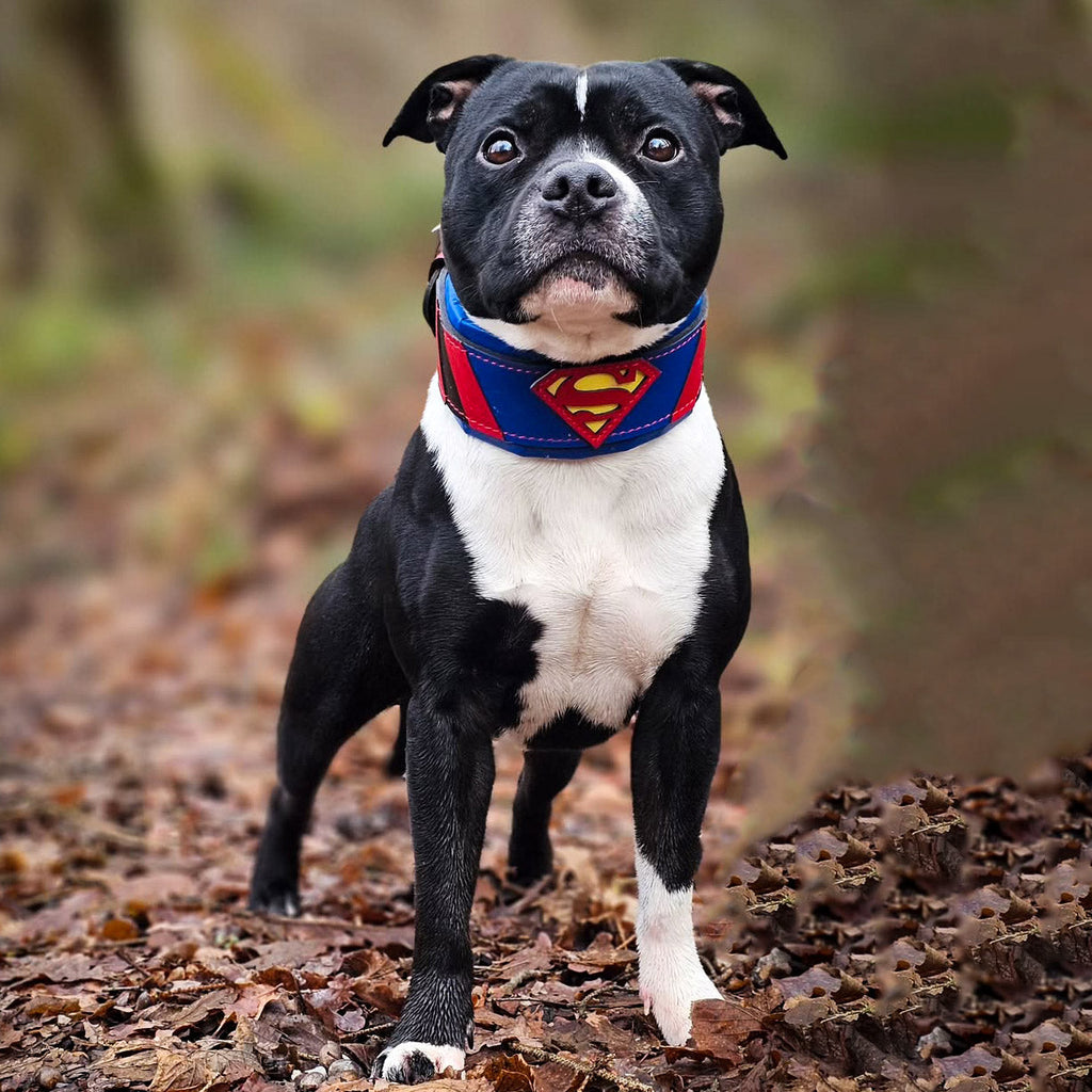 Superdog Collar-3