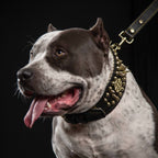 ''Imperium'' hand stitched 8 cm wide show collar-2