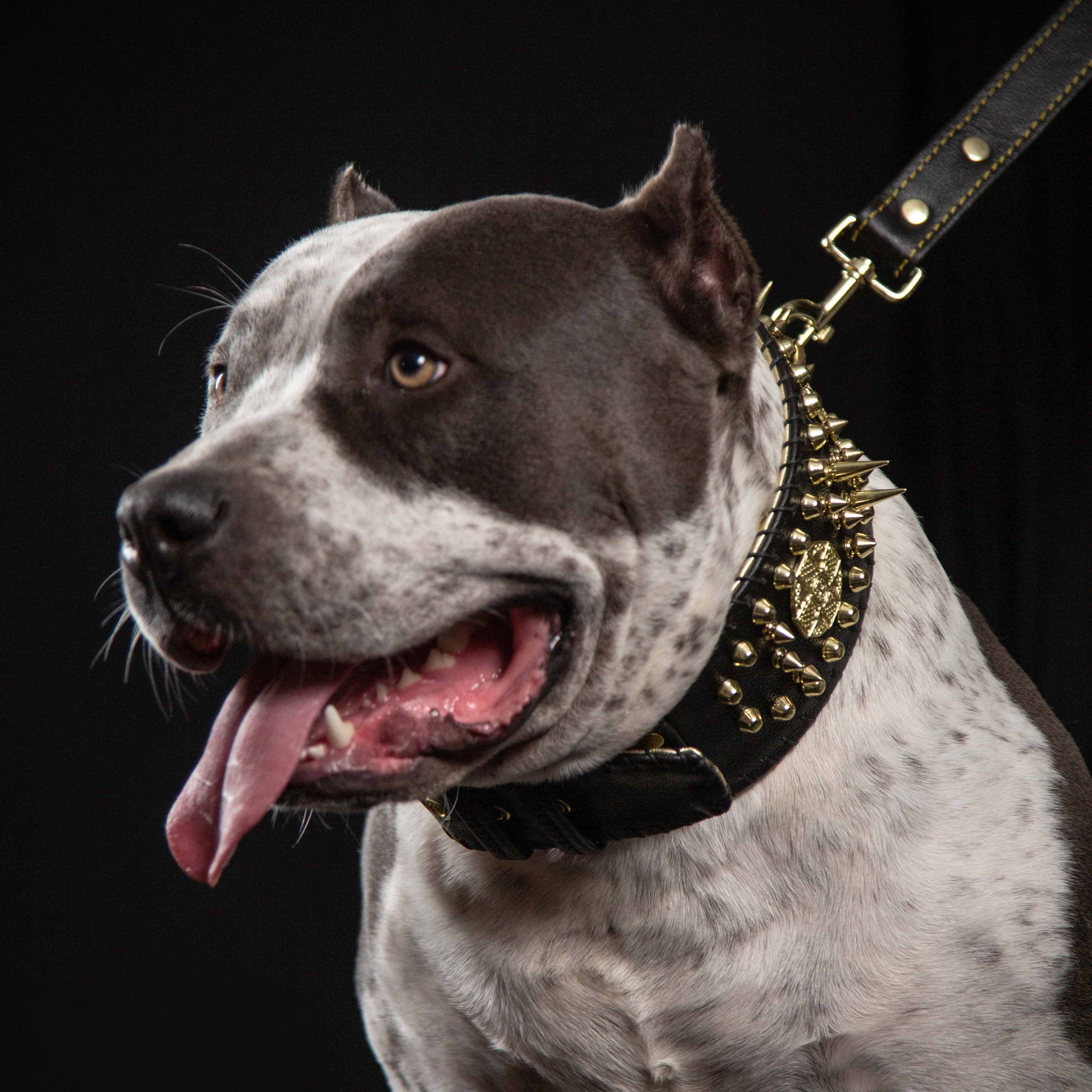 ''Imperium'' hand stitched 8 cm wide show collar-2